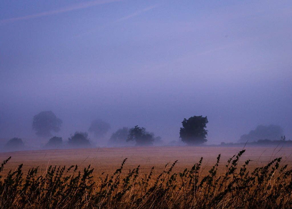 Misty field