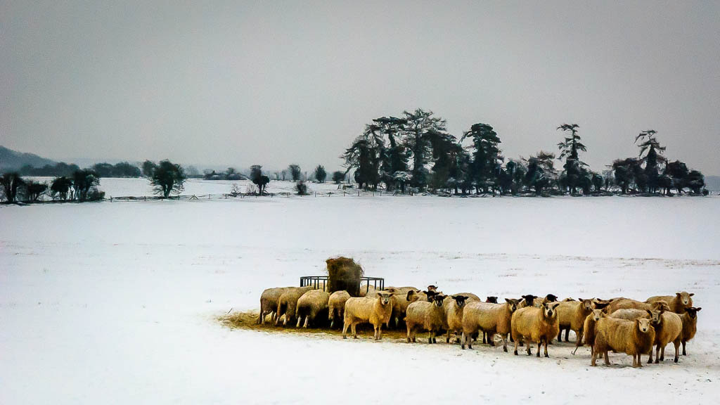 Snowy Sheep