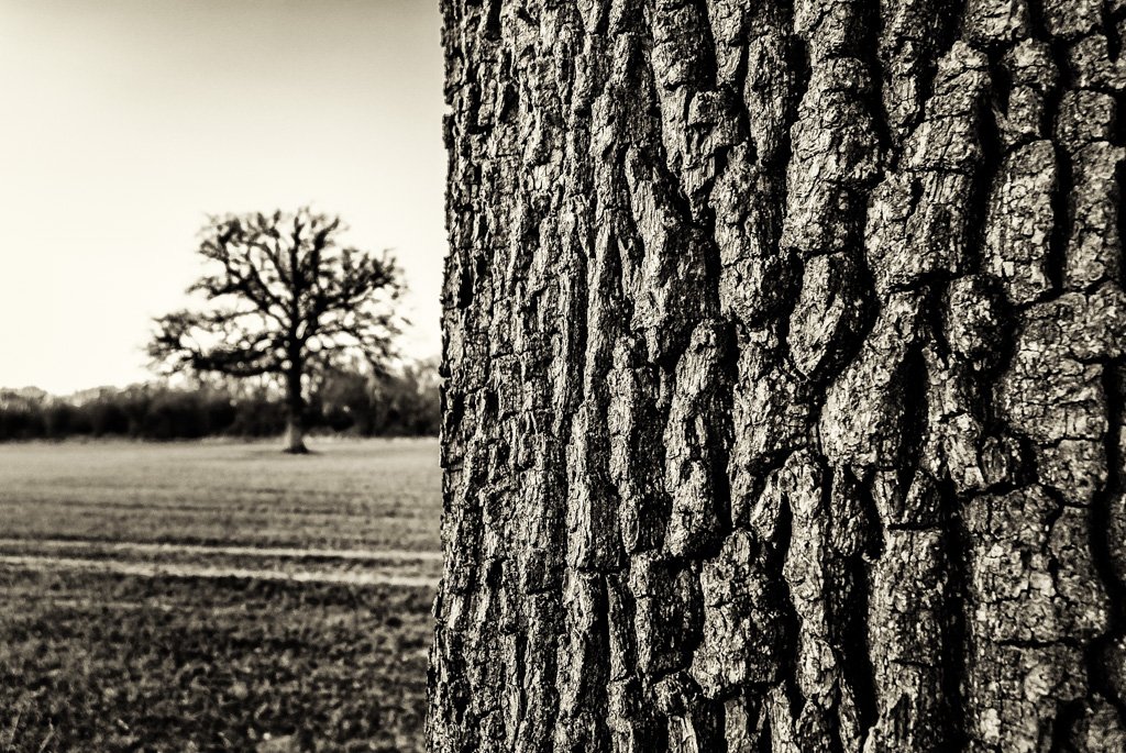 The Old Oak Tree