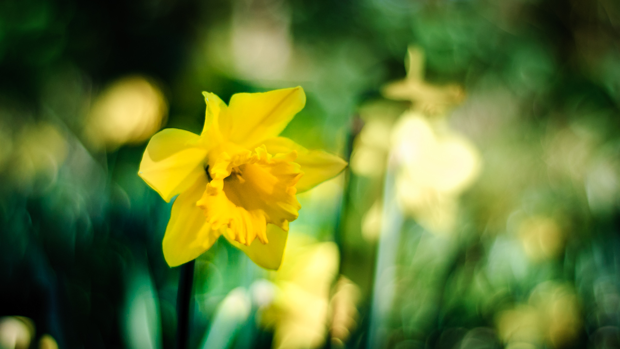 Daffodill