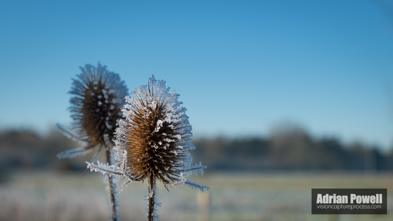 Frosted Teasles