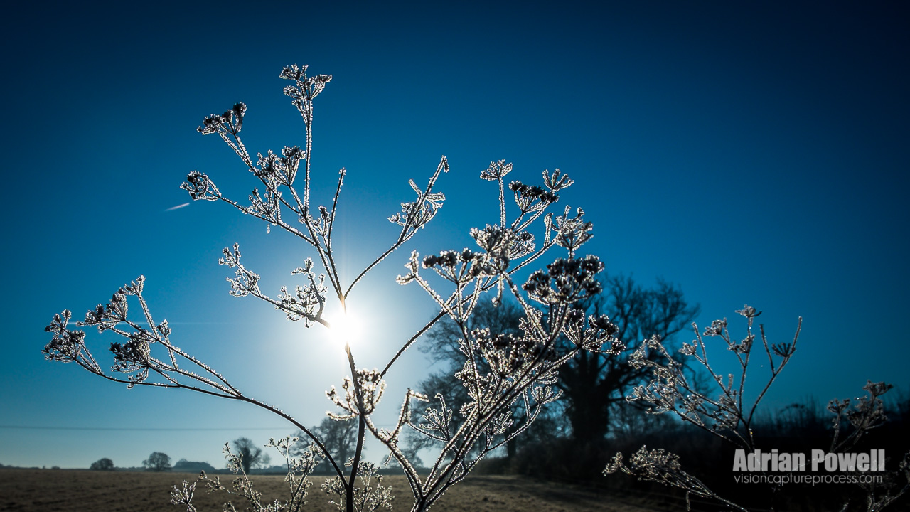 Silhouetted Frosted Cow Parsley