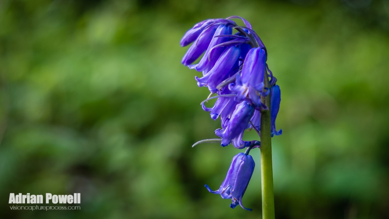 Bluebells I