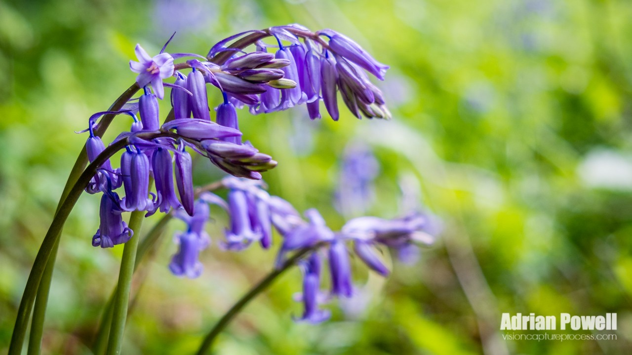 Bluebells II